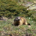 Marmotta 8