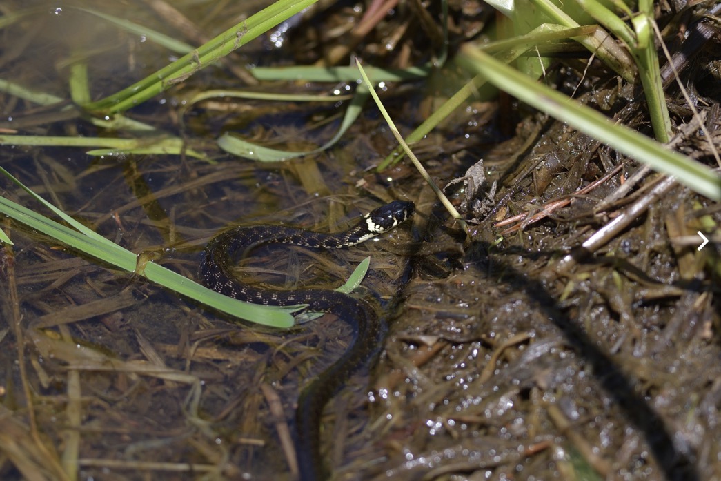 Natrice dal collare elvetica 1