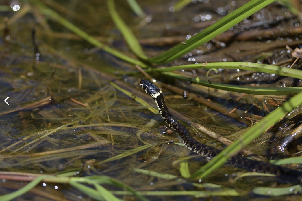 Natrice dal collare elvetica 2