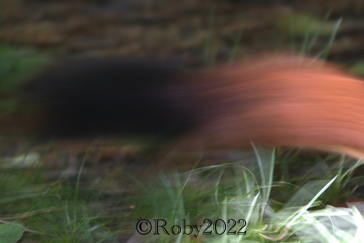 Russia Report 26 12 22