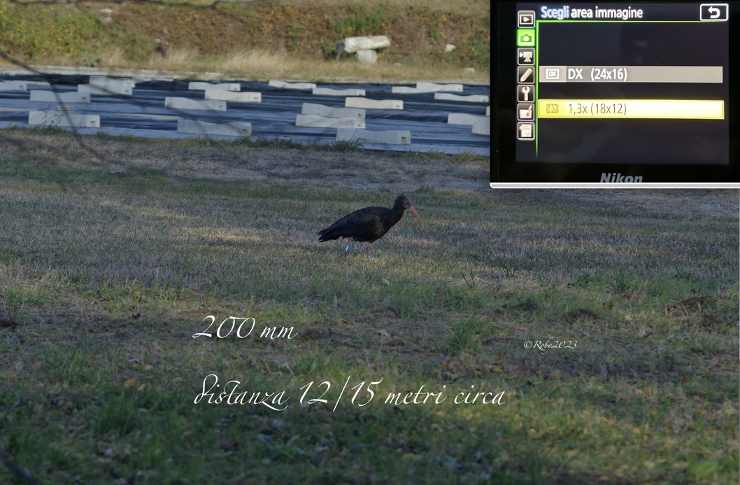 Distanza Ibis Eremita 200mm copia