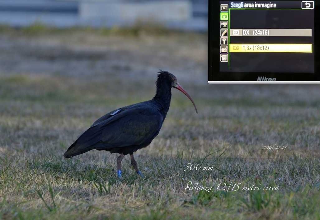 Distanza Ibis Eremita 500mm copia