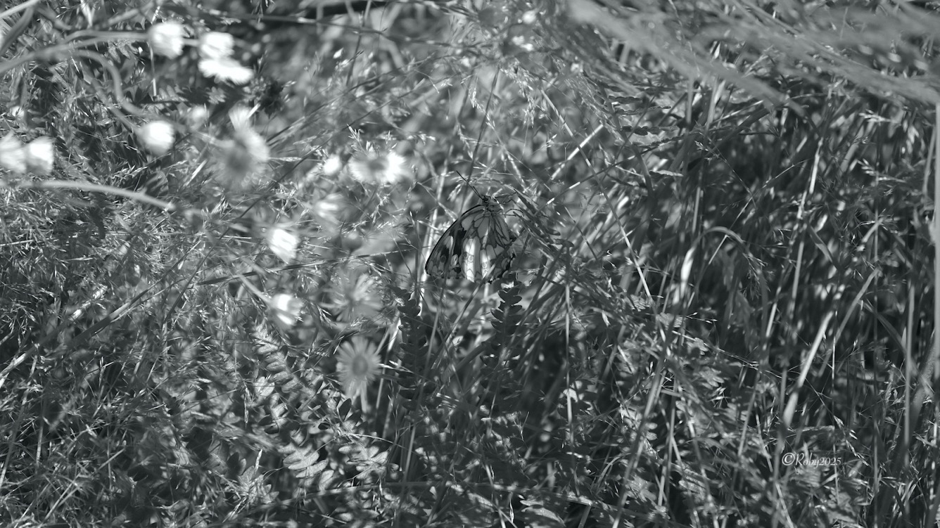 Melanargia Galathea in BeN