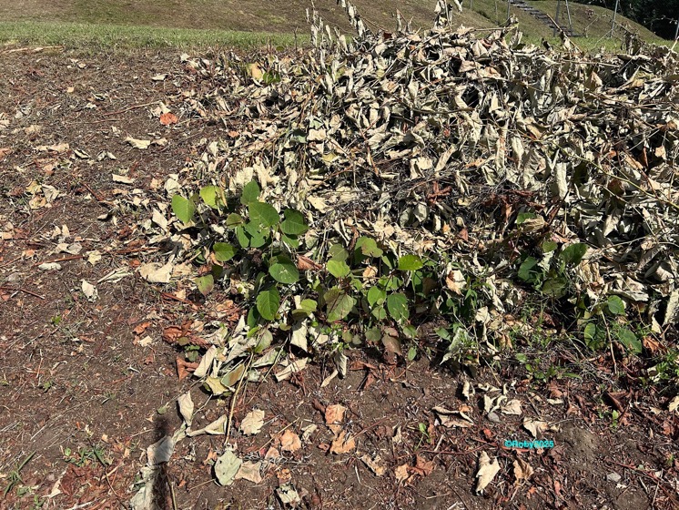 Poligono del Giappone 2