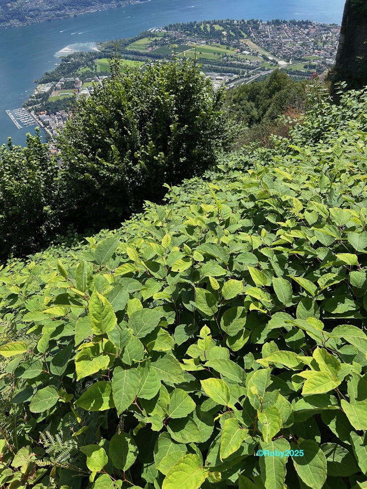 Poligono del Giappone