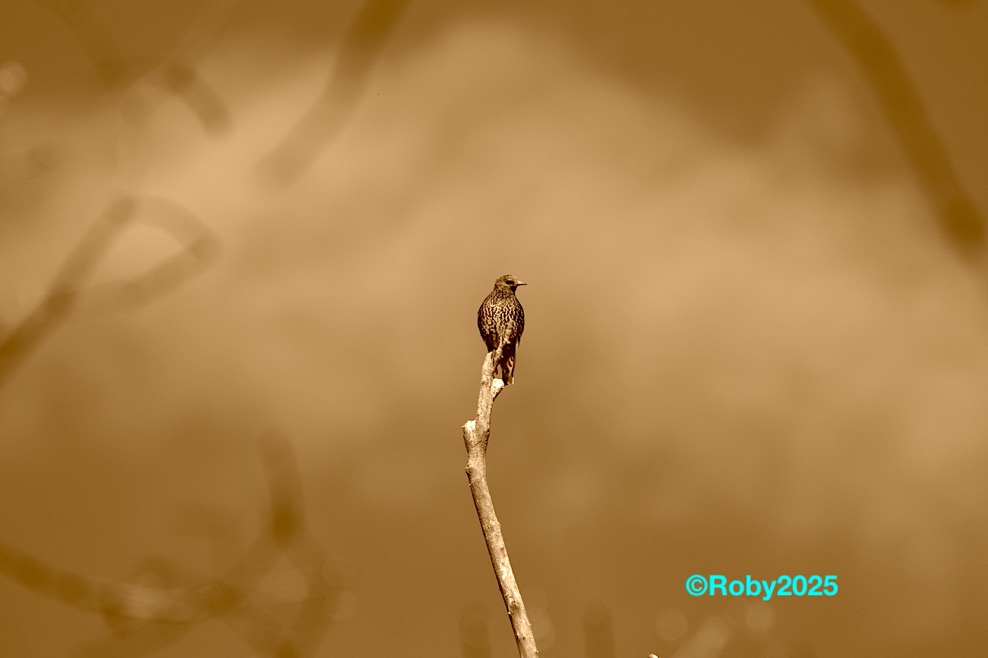 Alaska e la parola magica copia 2