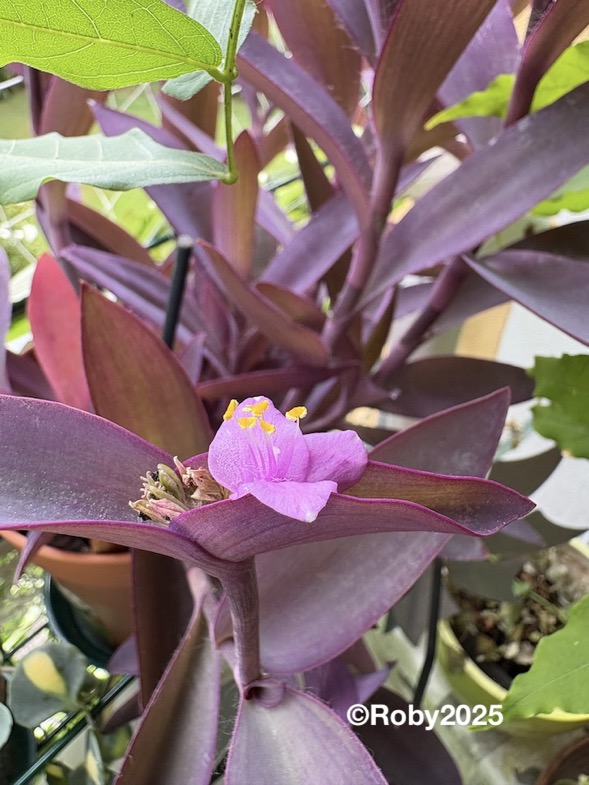 Aniziani da sfruttare