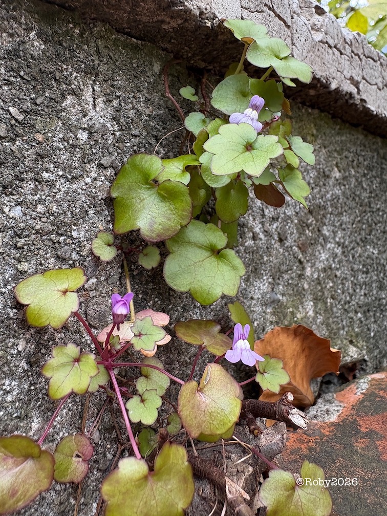 Portafoglio vuoto 15 1 26