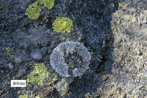 SOL 386 Terra Marte copia