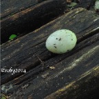 Uovo di Colombo 2014c