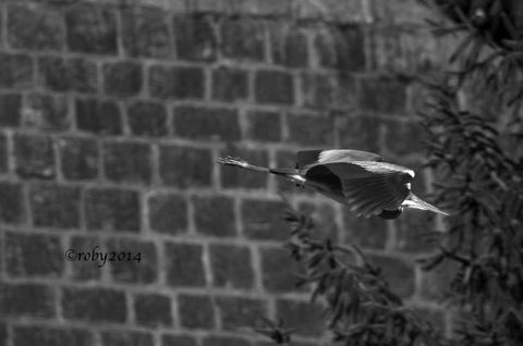 Airone Cenerino B&#38;N