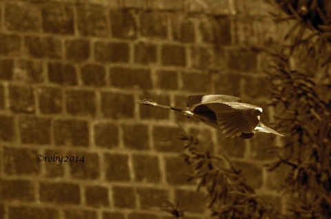 Airone Cenerino SEPPIA