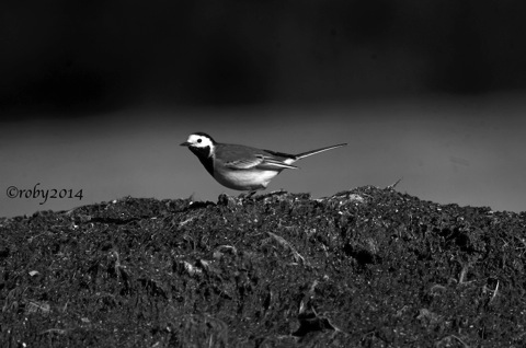 Ballerina Bianca B&#38;N