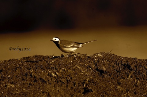 Ballerina Bianca SEPPIA