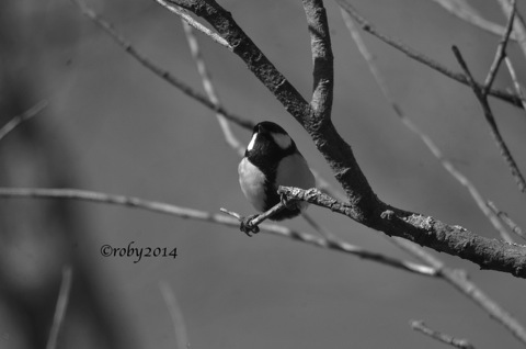 Cinciallegra B&#38;N