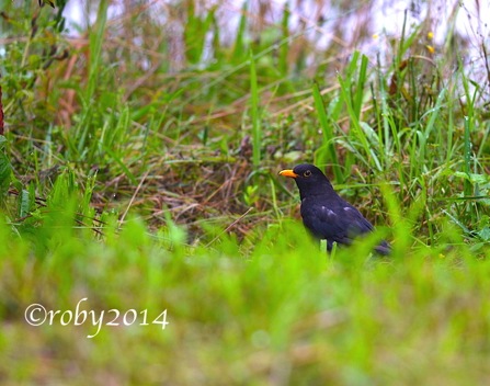 Gare di Birdwatching