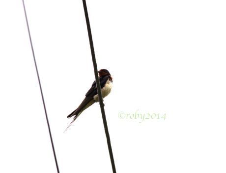 Gare di Birdwatching2