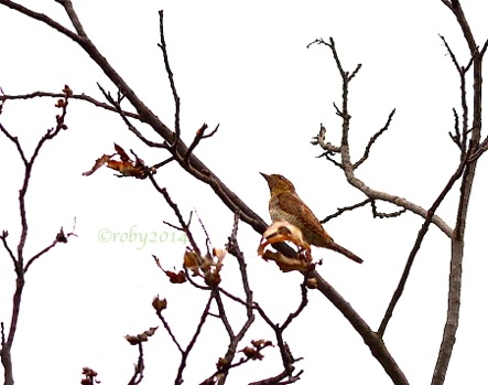 Gare di Birdwatching3