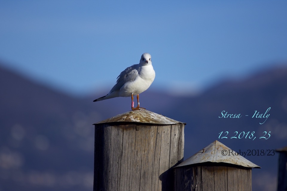 common seagull METAL Ring copia 2