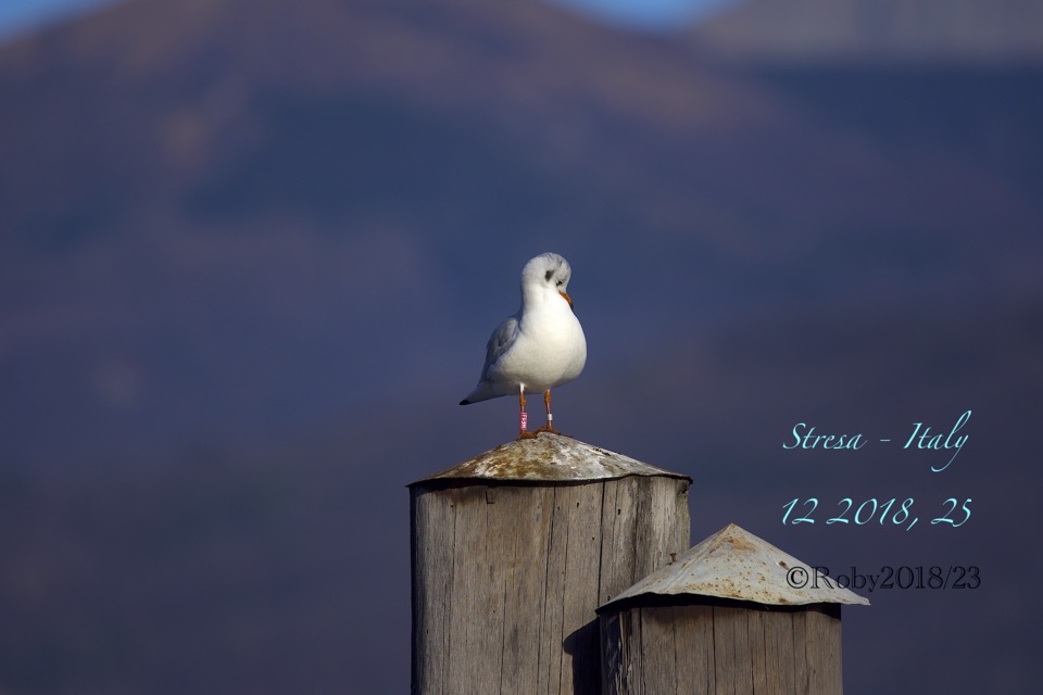 common seagull RED Ring copia 2