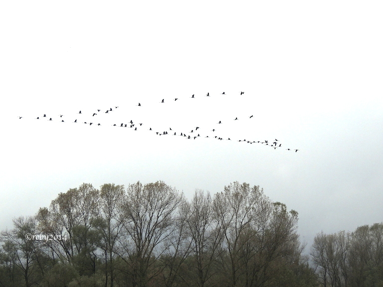 uccelli-in-volo-copia-gru