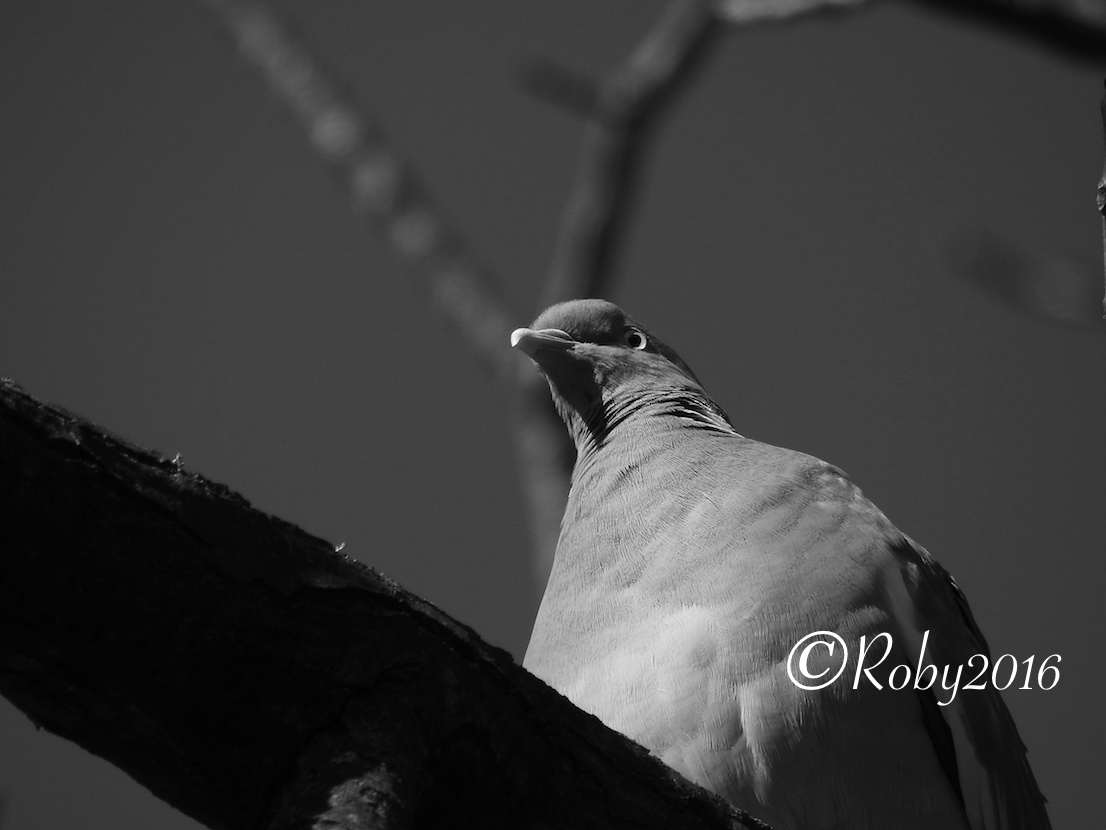 riserve-bolle-animal