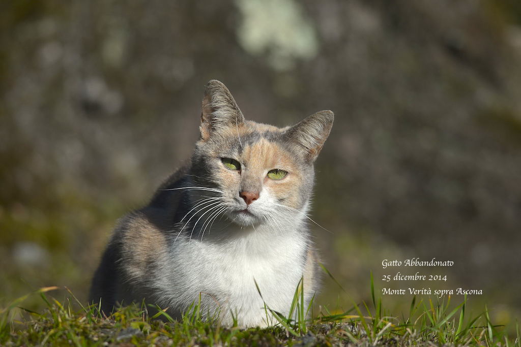 Gatto Abbanodnato 25di14
