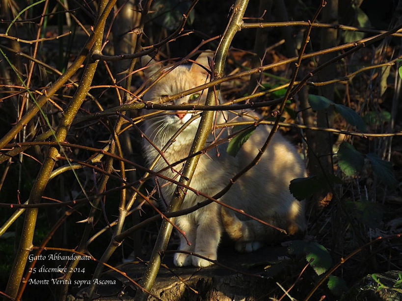 Gatto Abbanodnato 25di14b