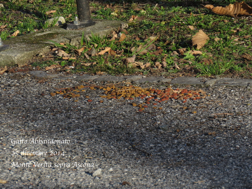 Gatto Abbanodnato 25di14d