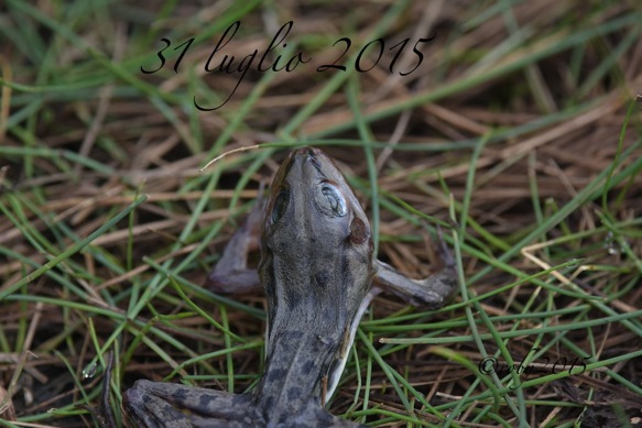 uccisi Morte naturale