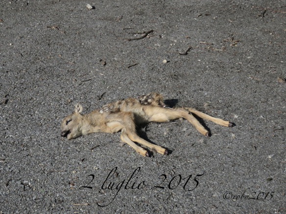 uccisi nella totale indifferenza2