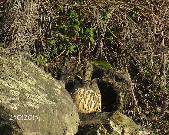 Eurasian Eagle-owl 2015