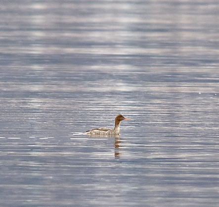 Red-breasted Merganser 260115