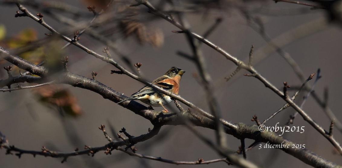 3 ciliegio 3 dic 2015