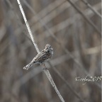 Migliarino di Palude