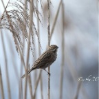 Migliarino di Palude A