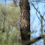 Picchio rosso maggiore 2015