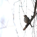 Tordo Bottaccio 2015