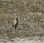 Tordo Bottaccio 2015 b