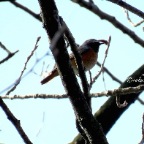 Codirosso Comune 2015