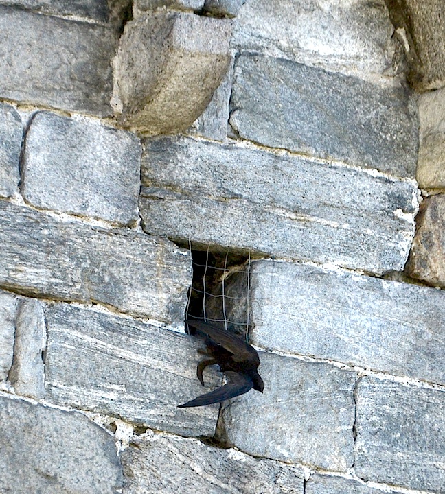 santo-padre-francesco-2