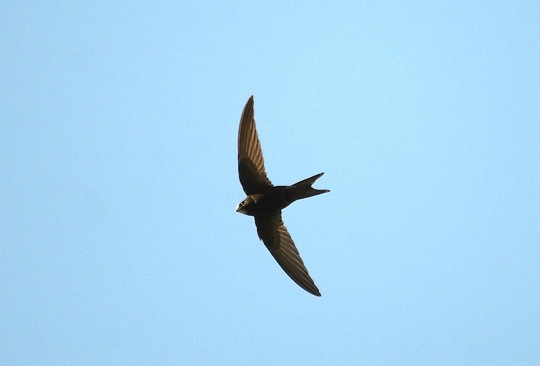 santo-padre-francesco-3