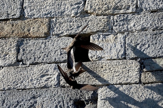 santo-padre-francesco-4