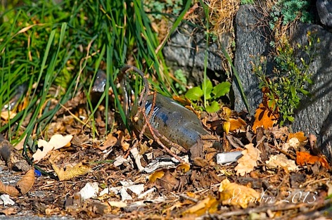litterwatching-2013b
