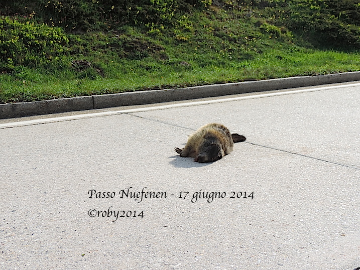mattanza-di-marmotte-2014