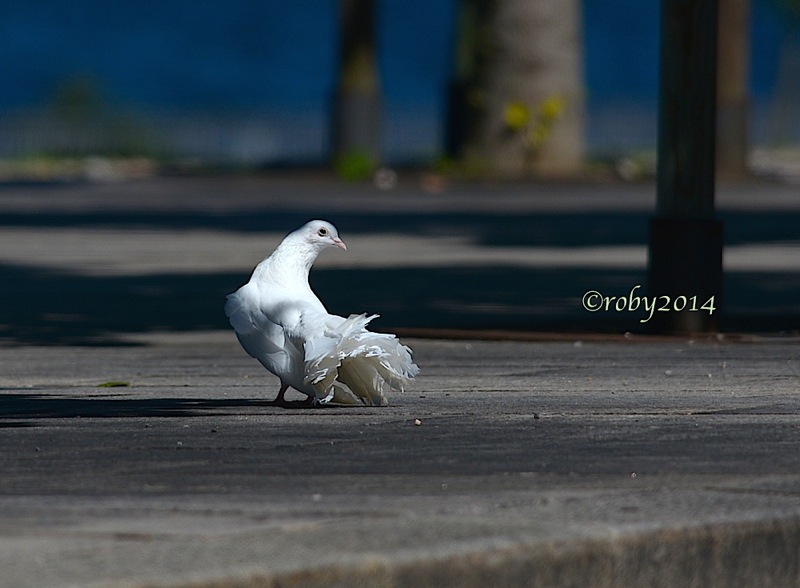 colombi-bianchi-2014