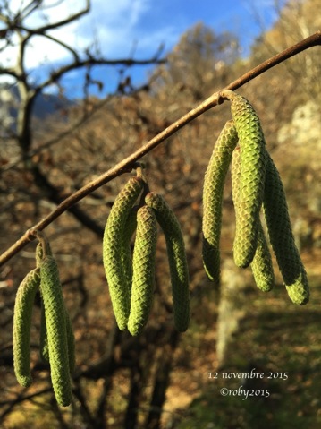 3-nocciolo-12-nov-15