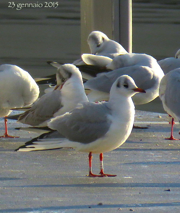 black-headed-gull-230115