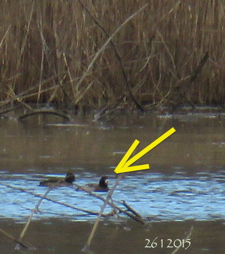 greater-scaup-260115