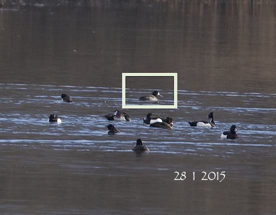 greater-scaup-280115